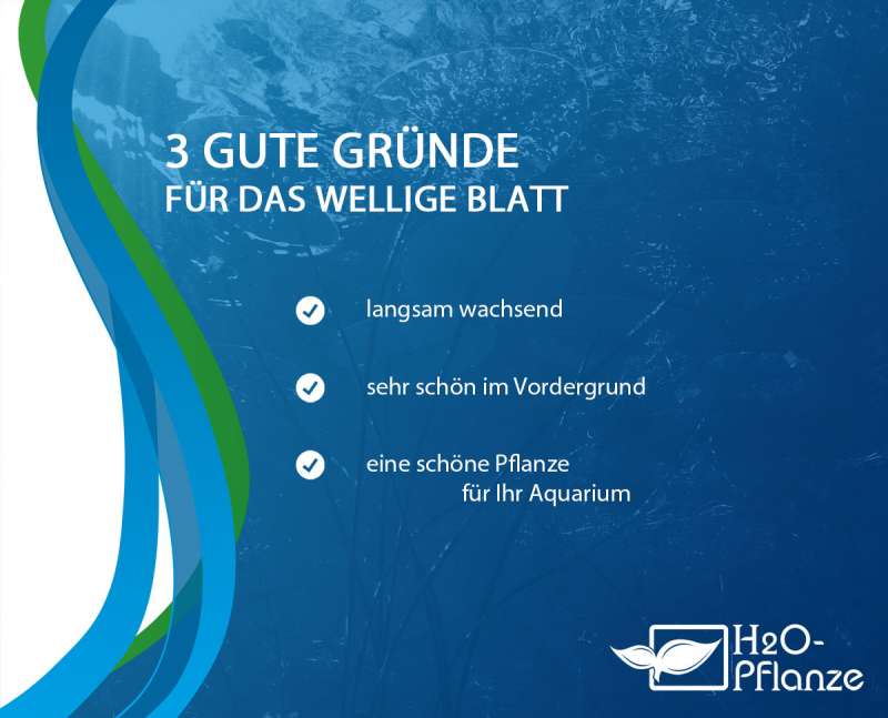 Braun-rotes Blatt - Bucephalandra sp. ´Serimbu Brown´ in vitro